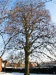 foto bomen: Beuk__Fagus_sylvatica__European_beech
