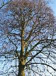 foto bomen: Beuk__Fagus_sylvatica__European_beech