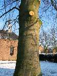 foto bomen: Beuk__Fagus_sylvatica__European_beech