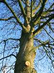 foto bomen: Beuk__Fagus_sylvatica__European_beech