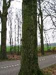 foto bomen: Beuk__Fagus_sylvatica__European_beech