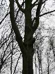foto bomen: Beuk__Fagus_sylvatica__European_beech