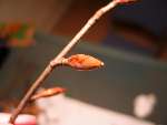 foto bomen: Beuk__Fagus_sylvatica__European_beech
