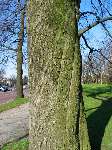 foto bomen: Beuk__Fagus_sylvatica__European_beech
