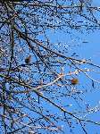 foto bomen: Beuk__Fagus_sylvatica__European_beech