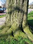 foto bomen: Beuk__Fagus_sylvatica__European_beech