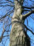 foto bomen: Beuk__Fagus_sylvatica__European_beech