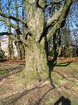 foto bomen: Beuk__Fagus_sylvatica__European_beech