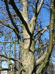 foto bomen: Beuk__Fagus_sylvatica__European_beech 