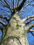 foto bomen: Beuk__Fagus_sylvatica__European_beech