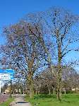 foto bomen: Beuk__Fagus_sylvatica__European_beech