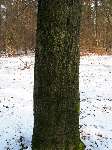 foto bomen: Beuk__Fagus_sylvatica__European_beech