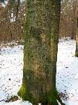 foto bomen: Beuk__Fagus_sylvatica__European_beech