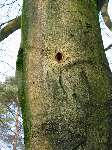 foto bomen: Beuk__Fagus_sylvatica__European_beech