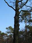 foto bomen: Beuk__Fagus_sylvatica__European_beech
