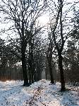 foto bomen: Beuk__Fagus_sylvatica__European_beech