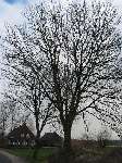 foto bomen: Gewone_es__Fraxinus_excelsior__Common_ash 