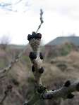 foto bomen: knop 