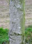 foto bomen: winterbark