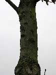 foto bomen: winterbark