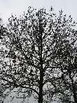 foto bomen: Gewone_es__Fraxinus_excelsior__Common_ash 