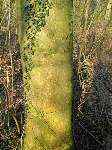 foto bomen: winterbark