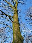 foto bomen: winterbark
