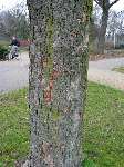 foto bomen: Gewone_esdoorn__Acer_pseudoplatanus__Sycamore_maple