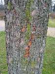 foto bomen: Gewone_esdoorn__Acer_pseudoplatanus__Sycamore_maple