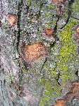 foto bomen: Gewone_esdoorn__Acer_pseudoplatanus__Sycamore_maple