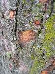 foto bomen: Gewone_esdoorn__Acer_pseudoplatanus__Sycamore_maple