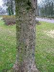 foto bomen: Gewone_esdoorn__Acer_pseudoplatanus__Sycamore_maple 