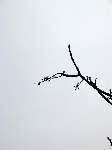 foto bomen: Gewone_esdoorn__Acer_pseudoplatanus__Sycamore_maple 