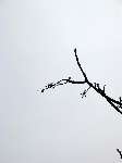 foto bomen: Gewone_esdoorn__Acer_pseudoplatanus__Sycamore_maple