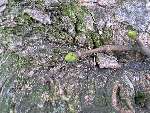 foto bomen: Gewone_esdoorn__Acer_pseudoplatanus__Sycamore_maple