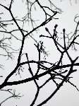 foto bomen: Gewone_esdoorn__Acer_pseudoplatanus__Sycamore_maple