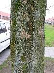 foto bomen: Gewone_esdoorn__Acer_pseudoplatanus__Sycamore_maple