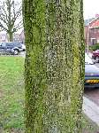 foto bomen: Gewone_esdoorn__Acer_pseudoplatanus__Sycamore_maple