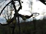 foto bomen: esdoornfamilie 