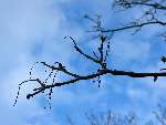foto bomen: Gewone_esdoorn__Acer_pseudoplatanus__Sycamore_maple
