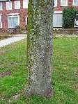 foto bomen: Gewone_esdoorn__Acer_pseudoplatanus__Sycamore_maple