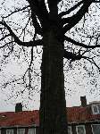 foto bomen: Gewone_esdoorn__Acer_pseudoplatanus__Sycamore_maple