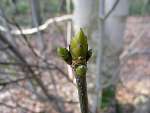 foto bomen: Gewone_esdoorn__Acer_pseudoplatanus__Sycamore_maple