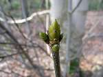 foto bomen: Gewone_esdoorn__Acer_pseudoplatanus__Sycamore_maple 