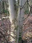 foto bomen: Gewone_esdoorn__Acer_pseudoplatanus__Sycamore_maple