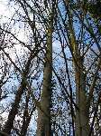 foto bomen: Gewone_esdoorn__Acer_pseudoplatanus__Sycamore_maple