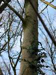 foto bomen: Gewone_esdoorn__Acer_pseudoplatanus__Sycamore_maple