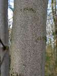 foto bomen: Gewone_esdoorn__Acer_pseudoplatanus__Sycamore_maple