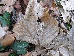 foto bomen: Gewone_esdoorn__Acer_pseudoplatanus__Sycamore_maple