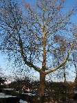 foto bomen: Gewone_plataan__Platanus_hybrida__London_planetree 